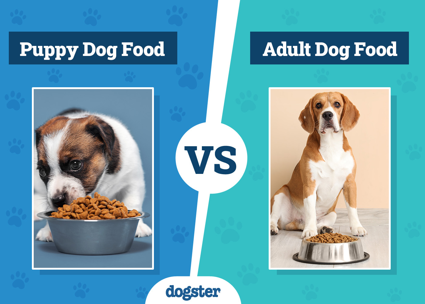 Puppy vs Adult Dog Food: Vet-Verified Differences & When to Switch Diets
