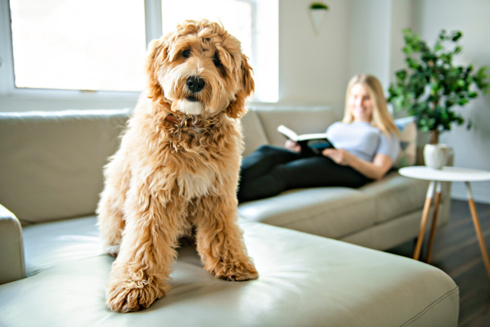 Is a Labradoodle a Mutt or a Designer Dog? Vet-Verified Differences