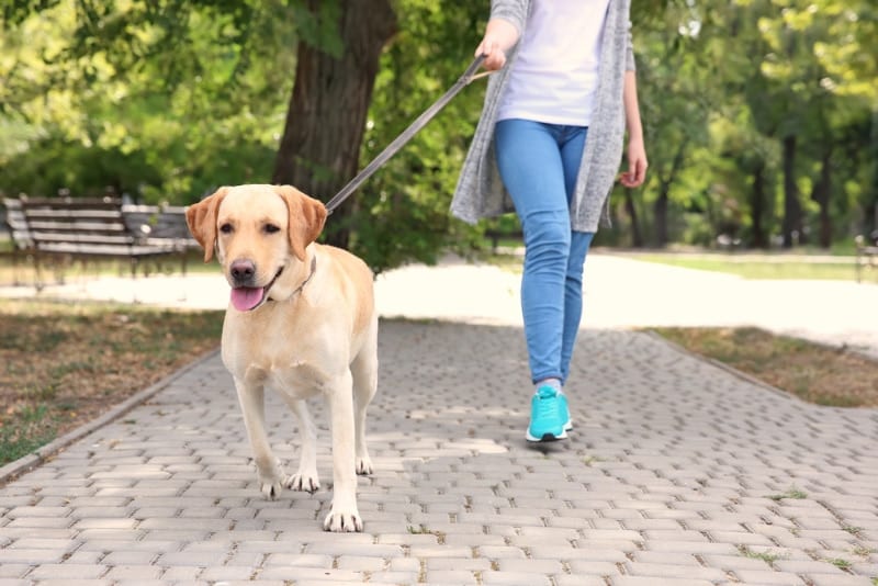 How to Stop a Dog From Getting Distracted on Walks: 8 Vet-Approved Tips