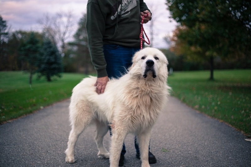 8 Top Guard Dog Breeds: Info, Pictures, Origin & History
