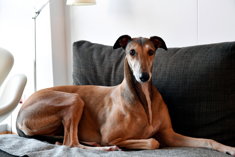 greyhound lying on the couch