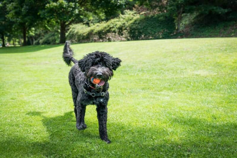 16 Most Playful Dog Breeds: Info, Pictures & History