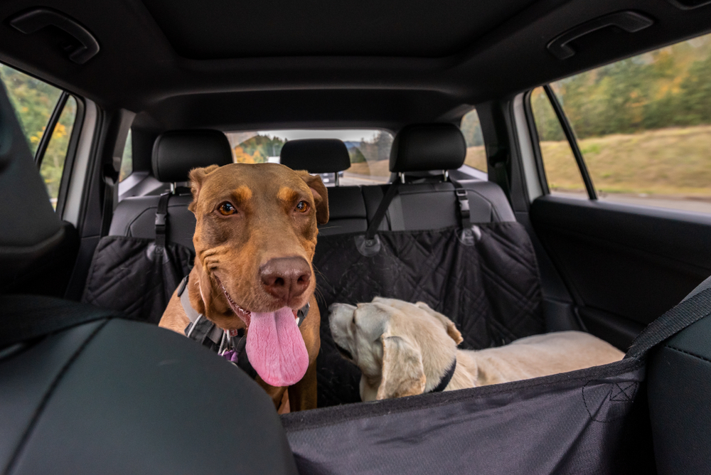 Dog Car Safety: 8 Vet-Reviewed Tips to Keep Your Pup Safe