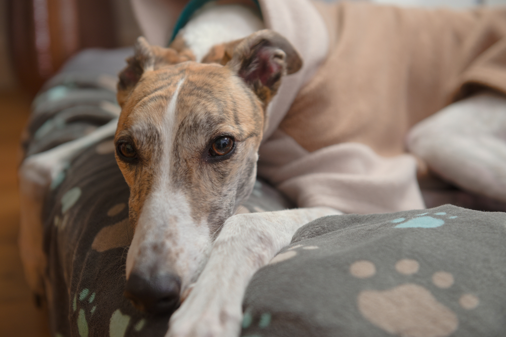 9 Types of Greyhound Body Language & Behaviors (What They Mean)