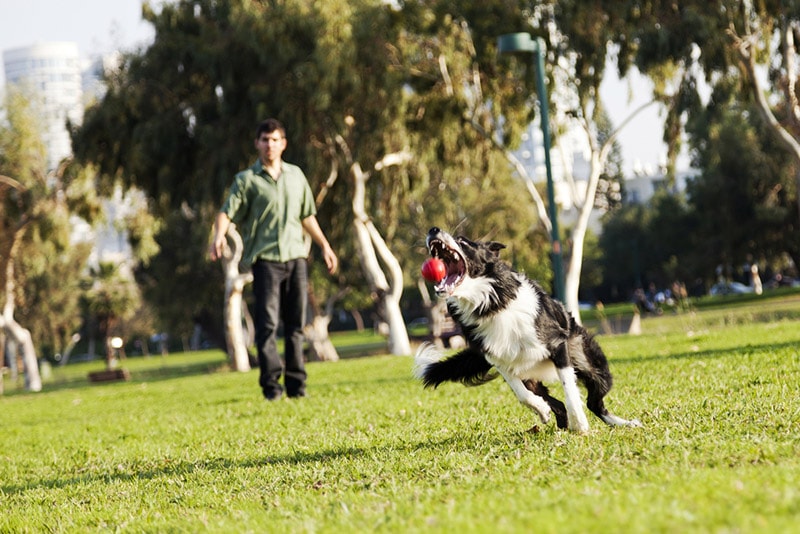 15 Games for Hunting Dogs to Keep Them Engaged