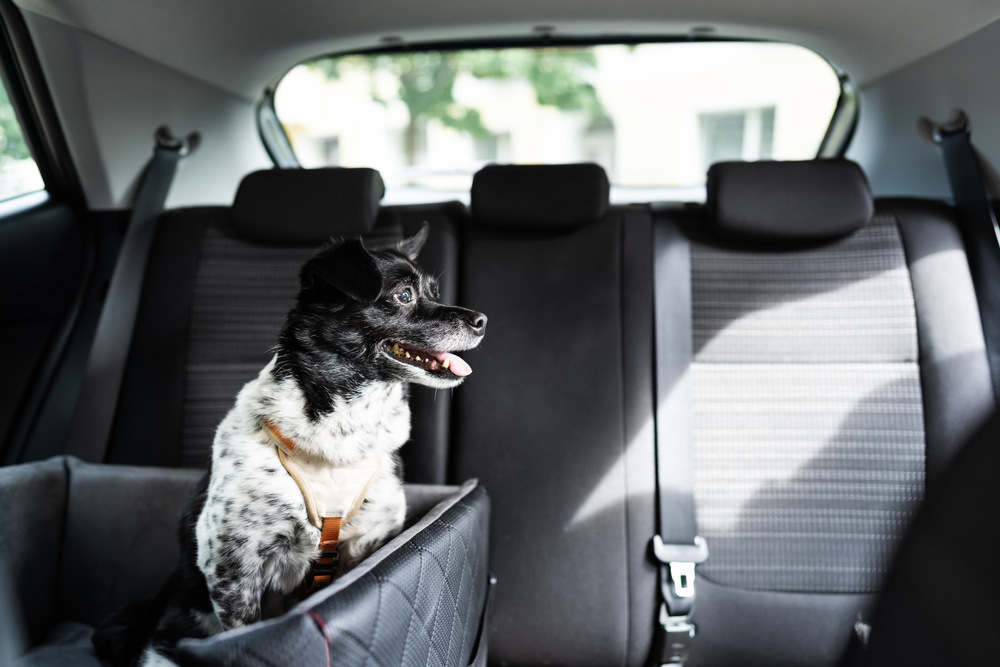 12 Vet-Approved Tips for Traveling in a Car With a Dog