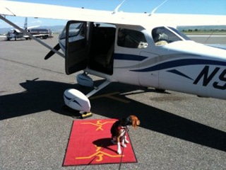 Where Beagles Have Soared: On My Cessna, Dog Is Literally My Co-Pilot