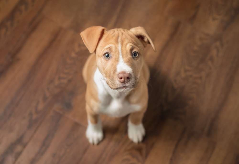 Curios pitbull puppy sitting and looking up at camera