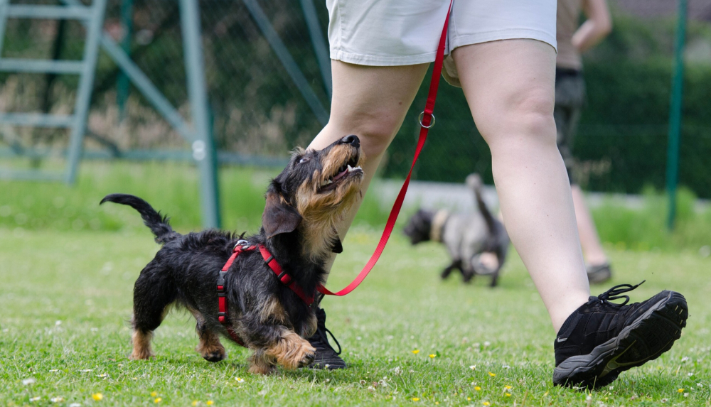 Should You Walk a Dog With Luxating Patella? Vet Explained Health Concerns & Treatments