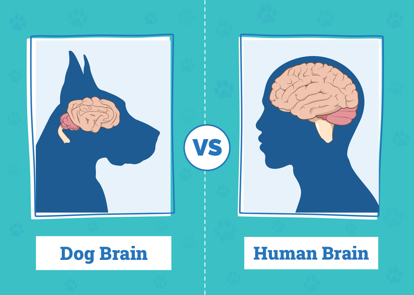 Dog Brain vs. Human Brain: Differences & Similarities