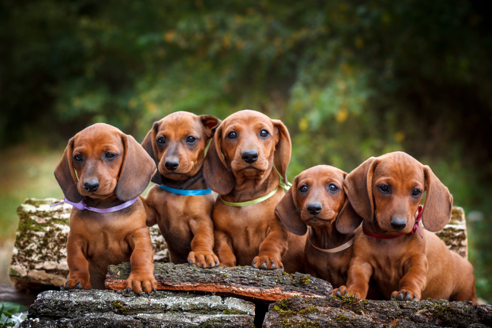 group of dachshunds puppies with nature background