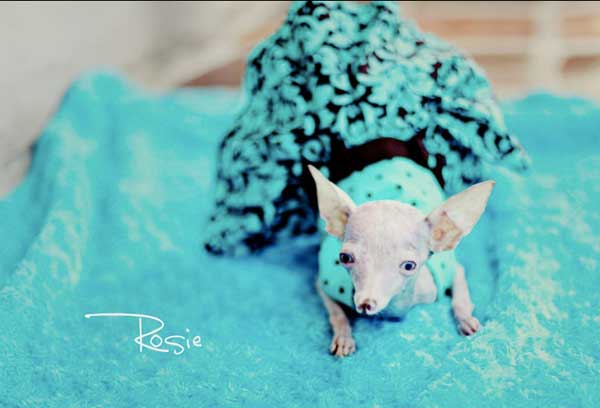 Rosie the Inbred Chihuahua: Remembering Her Incredible Story