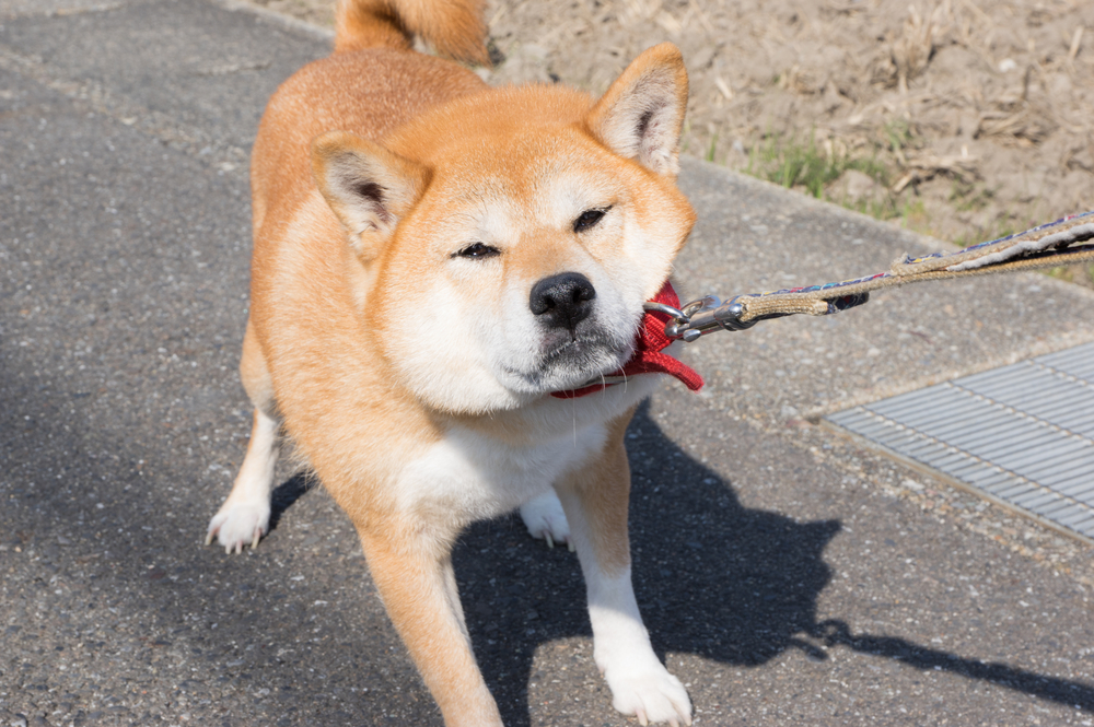 Why Does My Dog Hate Walks? 7 Vet-Reviewed Reasons