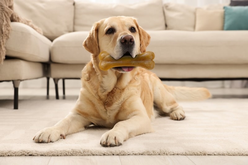 Is Rawhide Dangerous for Dogs? Vet-Approved Risks, Benefits & Alternatives