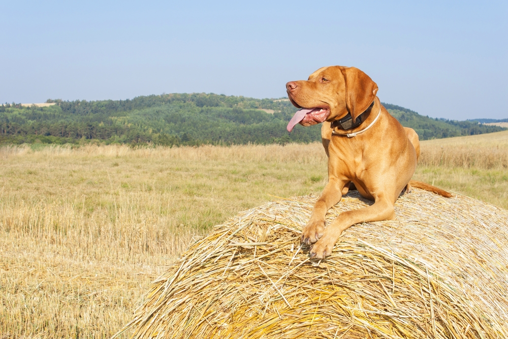 Hungarian Pointer Viszla dog on the harvested field on a hot summer day
