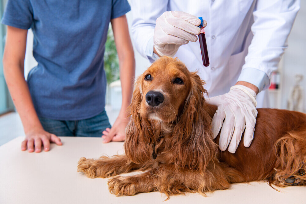 How Are Pet Emergencies Handled on Holidays? Vet-Reviewed Facts & Prevention Tips