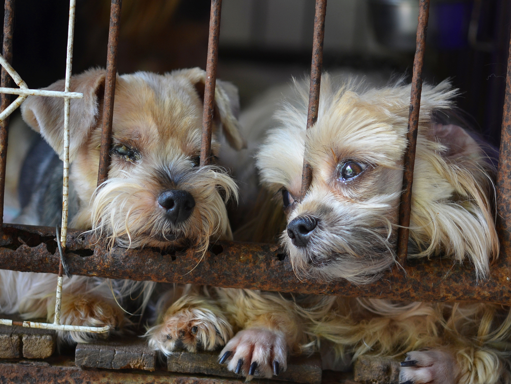 puppies in a cage