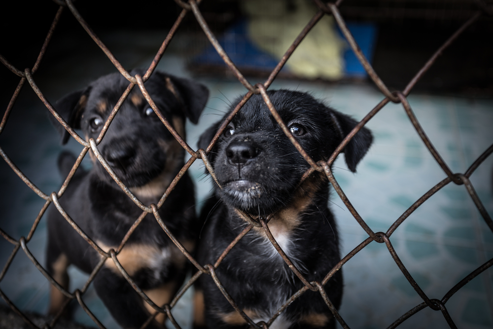 Why Are Puppy Mills Bad? 7 Reasons to Stop This Horrible Practice