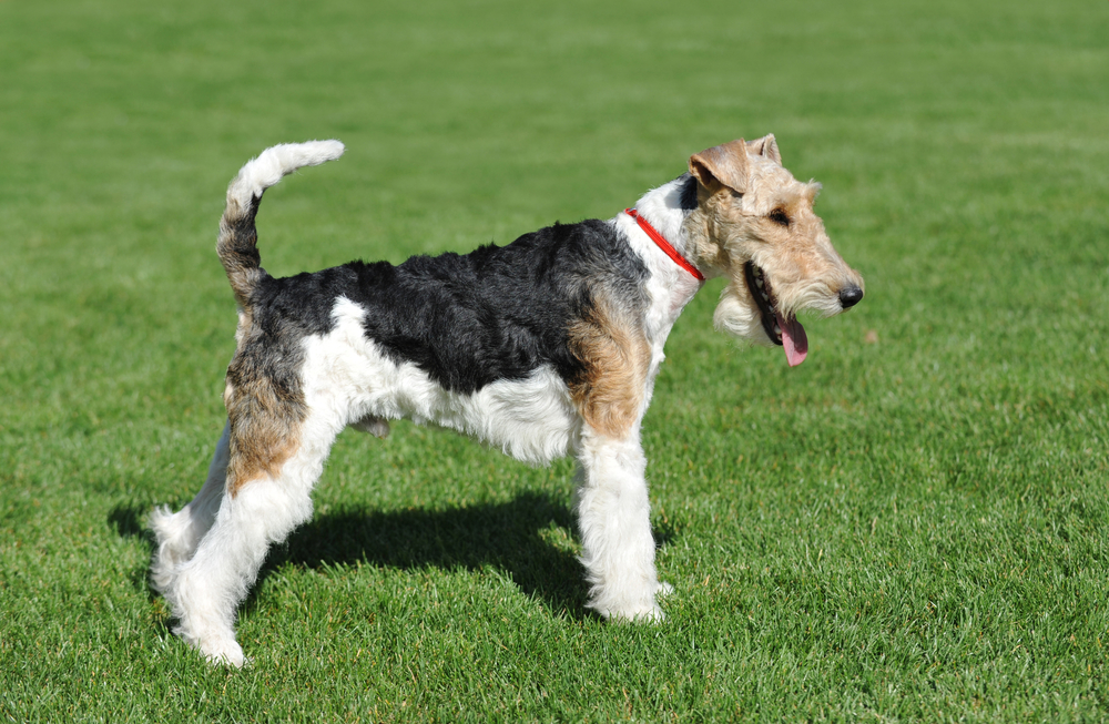 What Is the Westminster Dog Show? Interesting Facts & FAQ