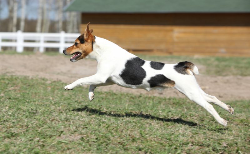parson-russell-terrier-running