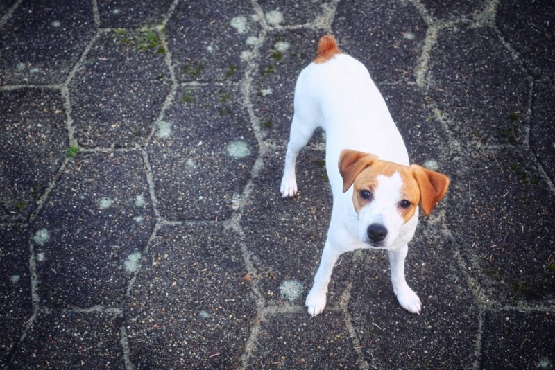 short-tailed-swedish-danish-farmdog