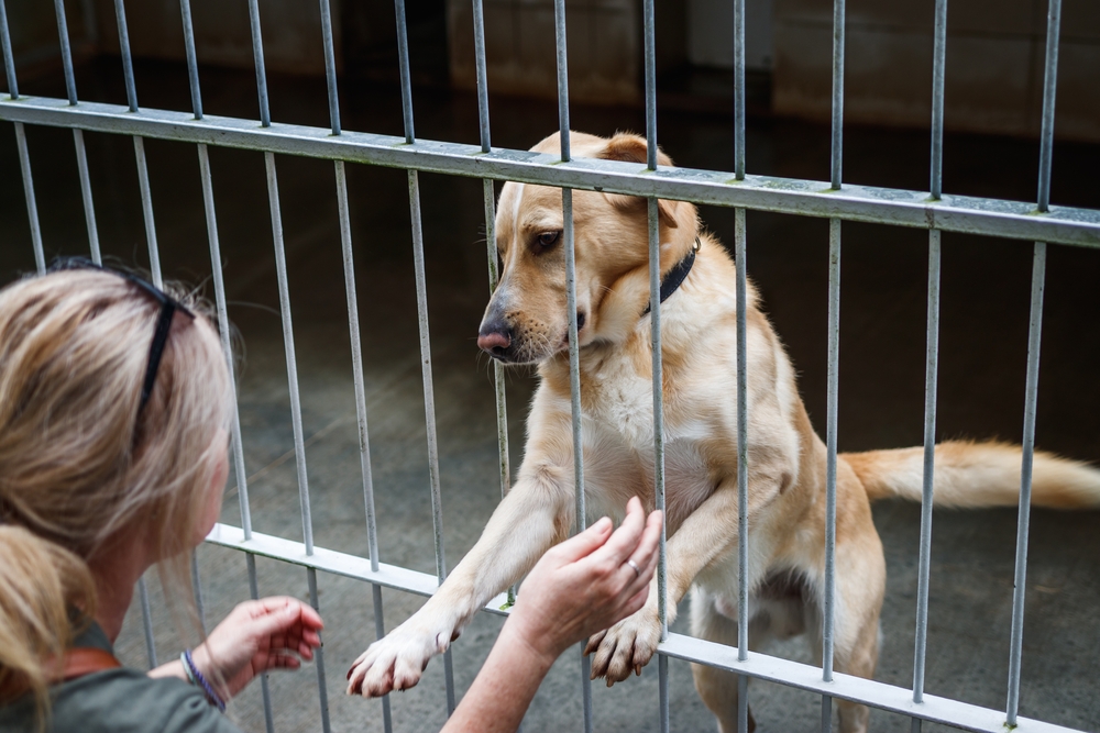 How to Find a Breed-Specific Dog Rescue Group in 5 Vet-Approved Tips