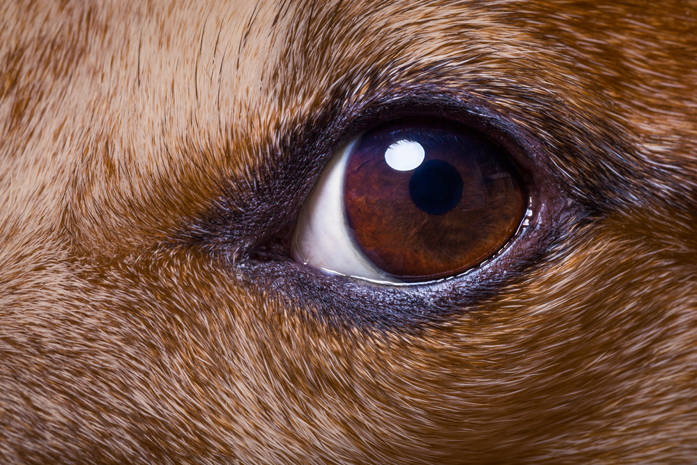 What Does Dog Vision Look Like? Canine Sight Explained (Vet-Verified)
