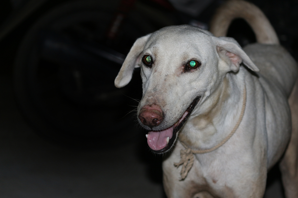 Why Do Dogs Eyes Glow in the Dark? Anatomy Facts Explained (Vet Reviewed)