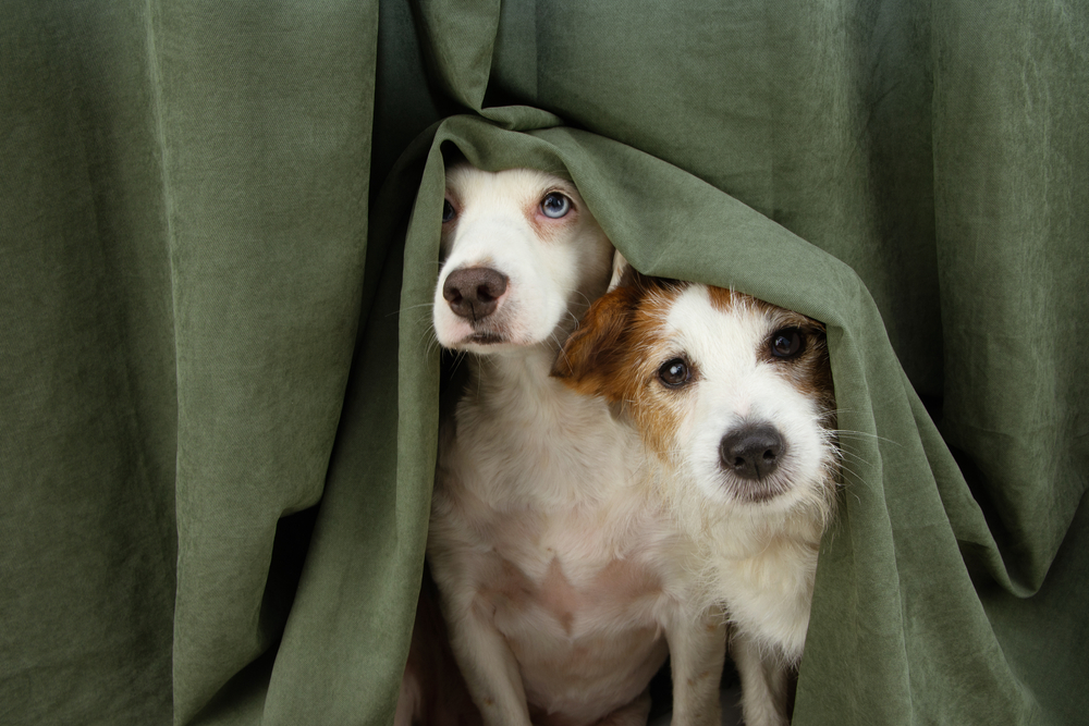 Can Dogs Sense Tornadoes? Vet-Verified Facts & FAQ