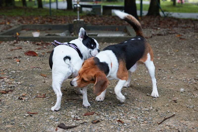 Why Do Dogs Smell Each Other's Butts? Vet Reviewed Behavior Guide