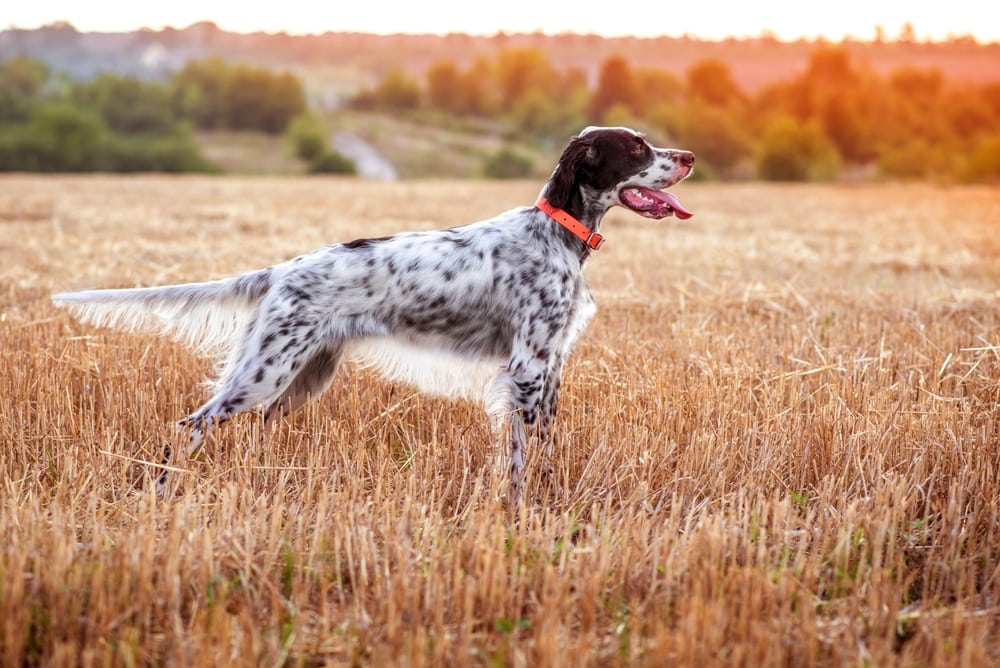 English Setter Dog Breed: Info, Pictures, Care & More