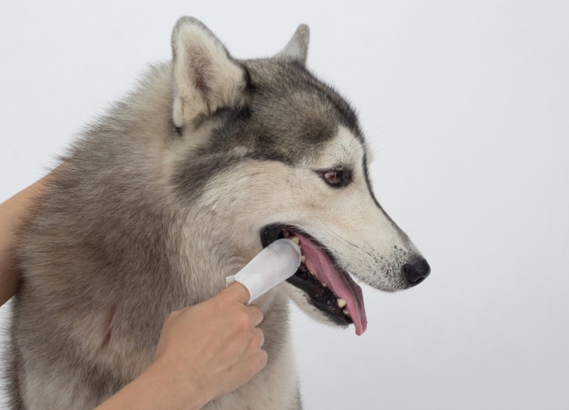 cleaning the dog's teeth with dental finger wipes