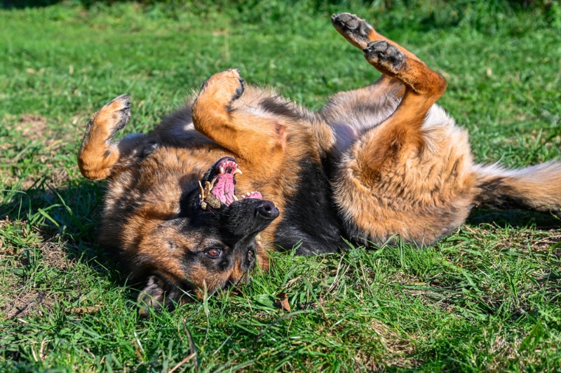 9 Vet-Reviewed Signs Your Dog Doesn’t Like You: What to Watch Out For