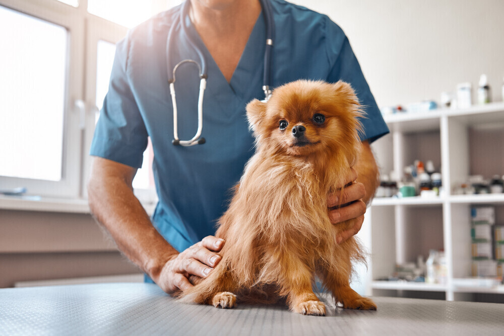 How to Calm a Dog Down at the Vet’s Office: 8 Expert Tips