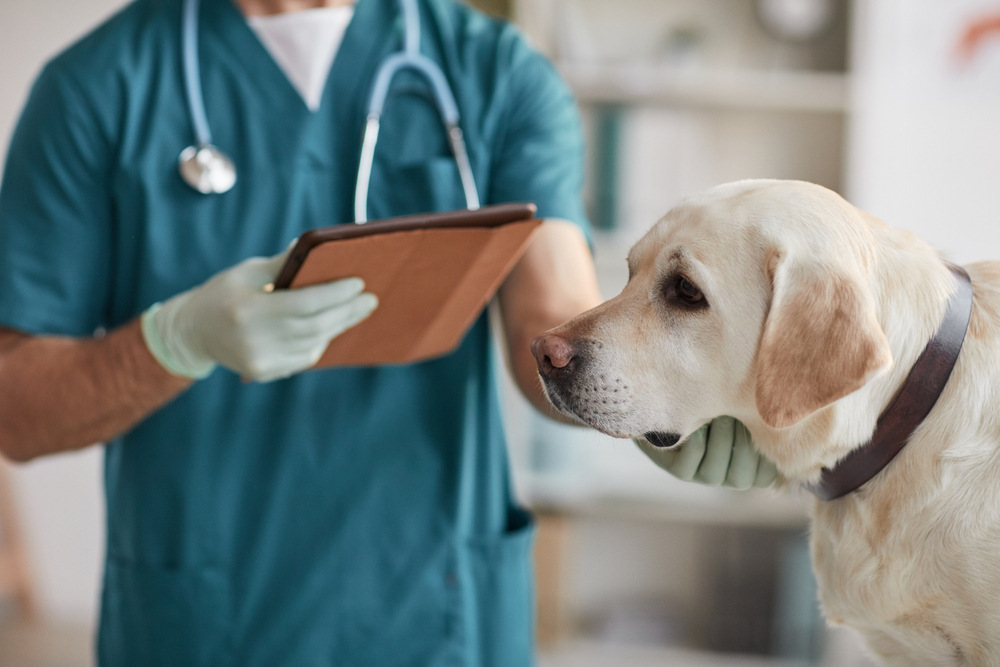 When Should I Take My Dog to the Vet for Vomiting? 10 Vet Reviewed Signs