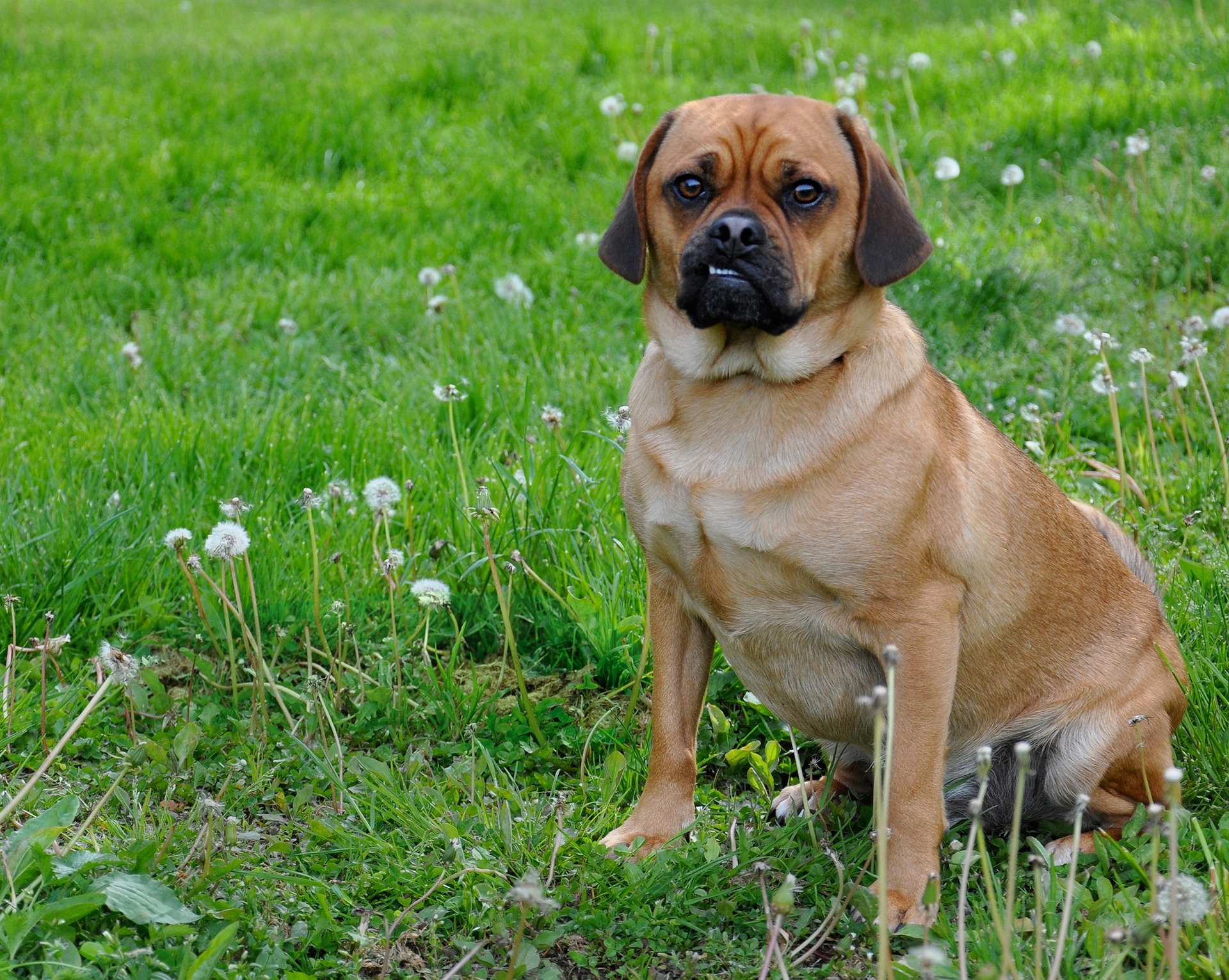Puggle in a grass field