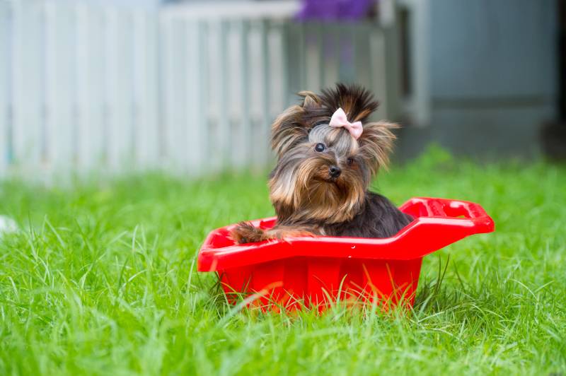 Teacup Dogs: Vet-Verified Ethics, Facts & Health Issues