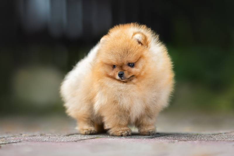 10 Smallest Dog Breeds: Vet-Verified Info, Pictures & History