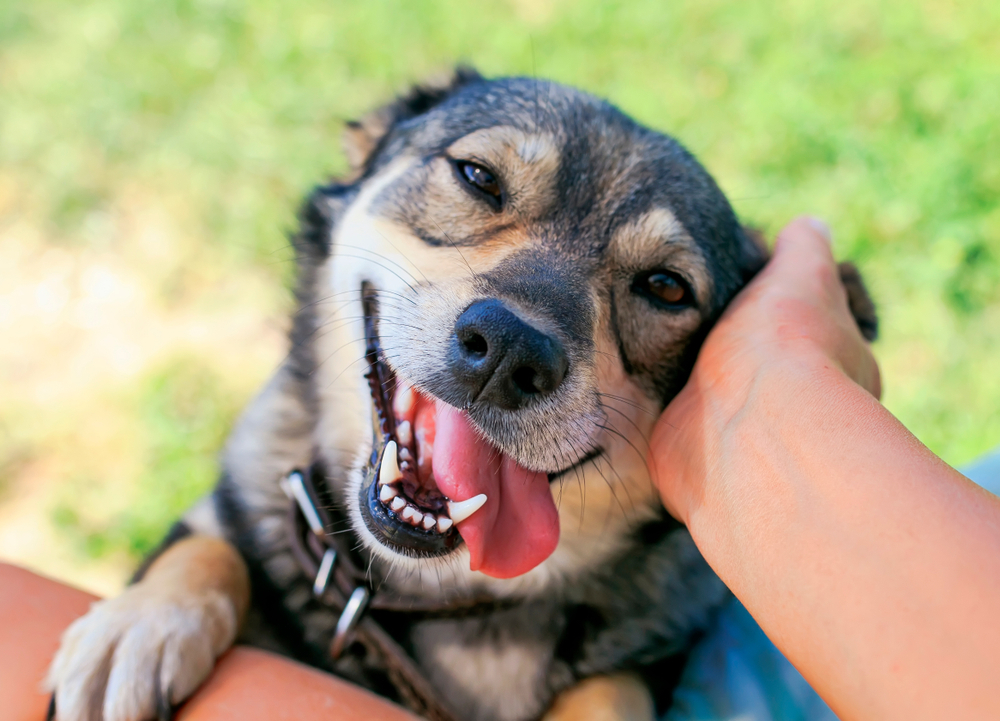 17 Most Affectionate Dog Breeds: Info, Pictures & Origins