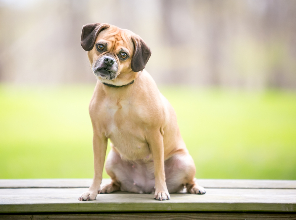 12 Incredible Puggle Facts You May Not Know (Vet-Reviewed)