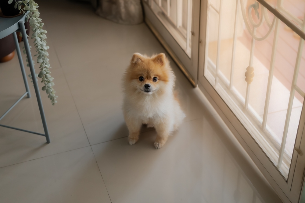Why Do Dogs Sit by the Door? 7 Vet-Verified Possible Reasons