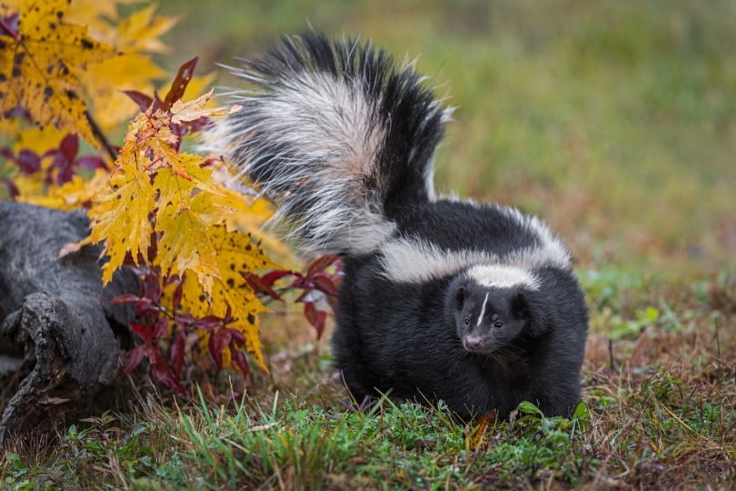 What to Do if Your Dog Gets Sprayed by a Skunk? The 4 Vet-Approved Steps