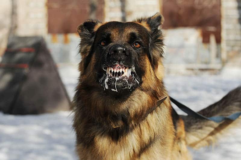 How Do Dogs Get Rabies? Vet-Verified Transmission Explained