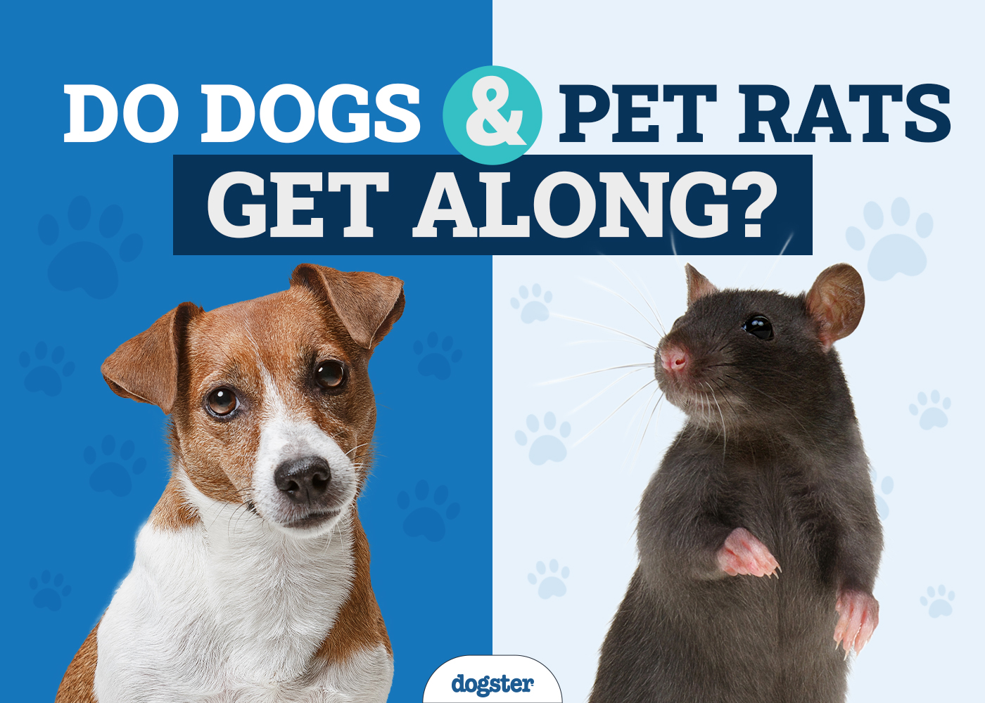 Can Dogs & Pet Rats Get Along? 6 Vet-Approved Ways to Help It