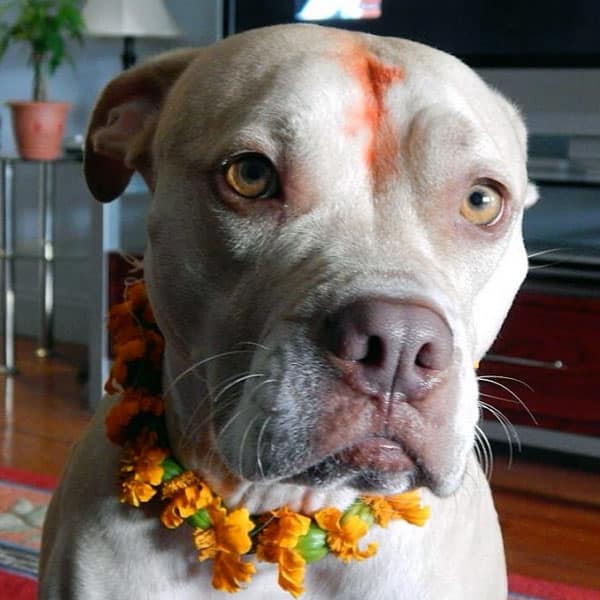 Nepal's Kukur Tihar Festival Is Diwali for Dogs