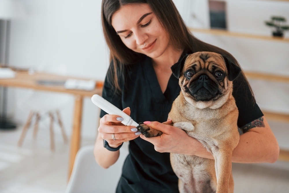 woman-trimming-pugs-nails