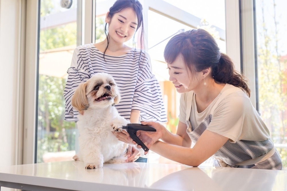 woman-cutting-Shih-Tzu-dogs-nails