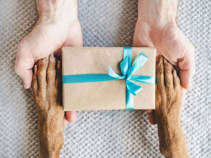 dog paws on owners hand with a gift box in the middle