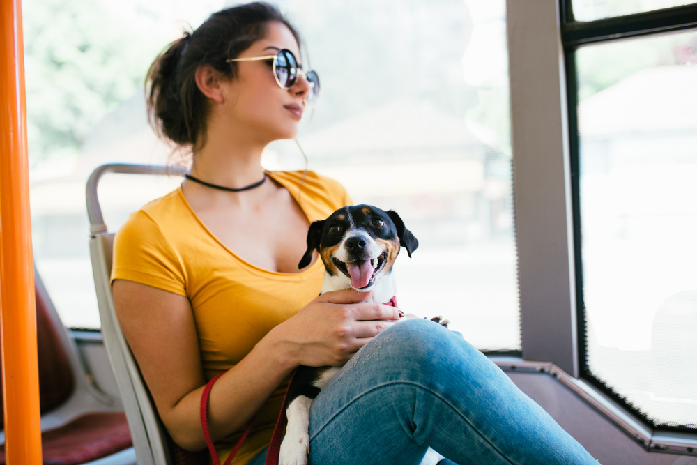 young brunette woman sitting in city bus with her jack russell terrier.