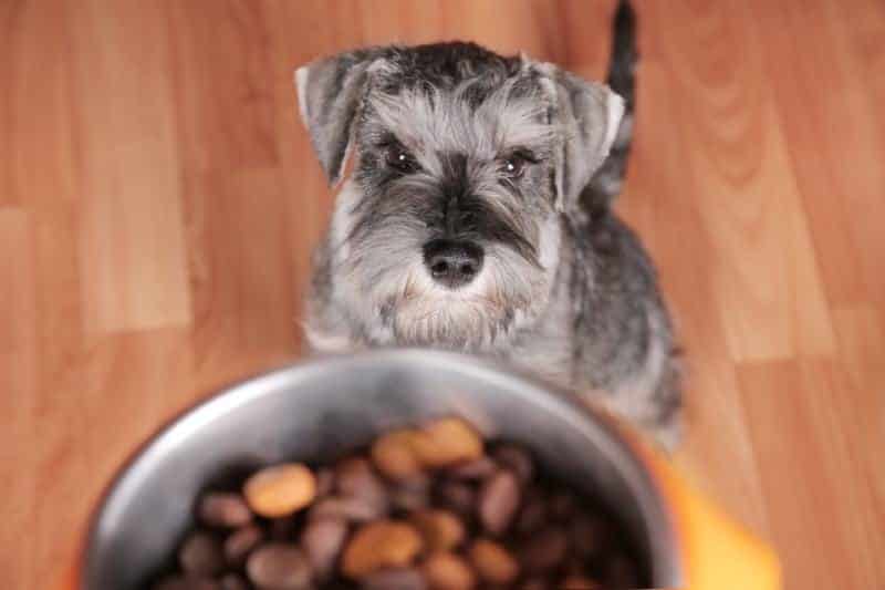 How to Hold a Dog Food Drive for a Rescue or Shelter: 9 Tips & Tricks